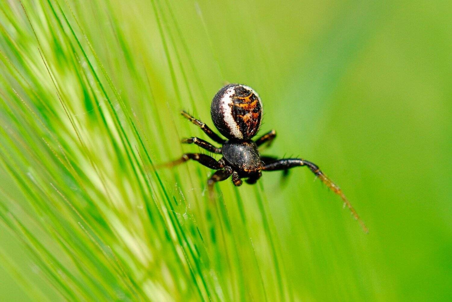 , Срђан Васиљевић