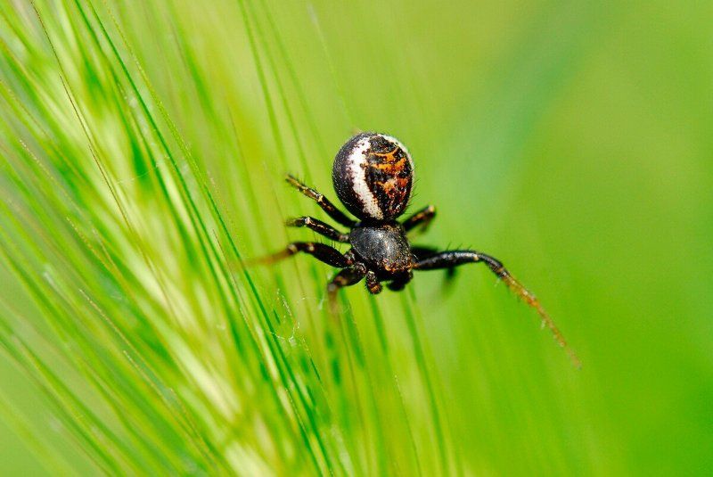 паук фото превью