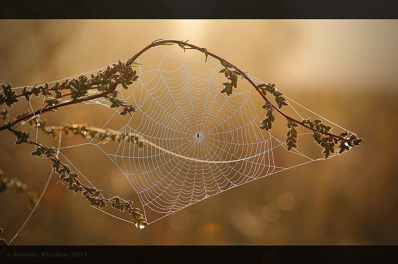 sun Catcher фото превью