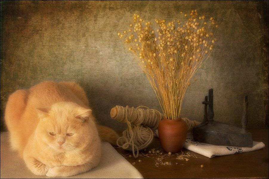 лён, кот, утюг, El. G.