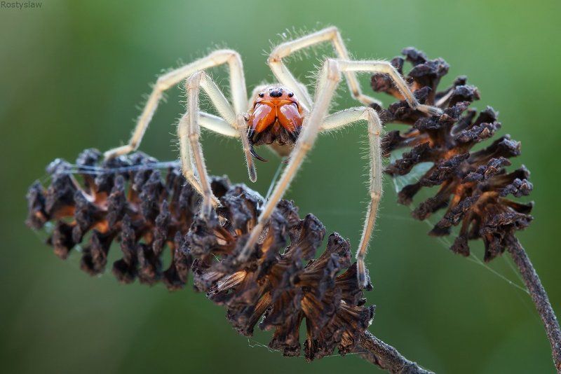 ростислав, макро, 100мм Хищник фото превью