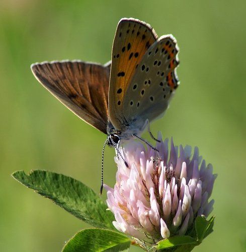 Червонец фиолетовый