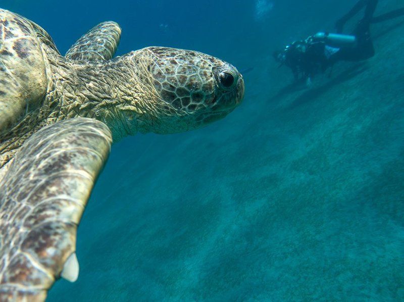 Черепахи Абу Дабаб, Марса Алам, Египет фото превью