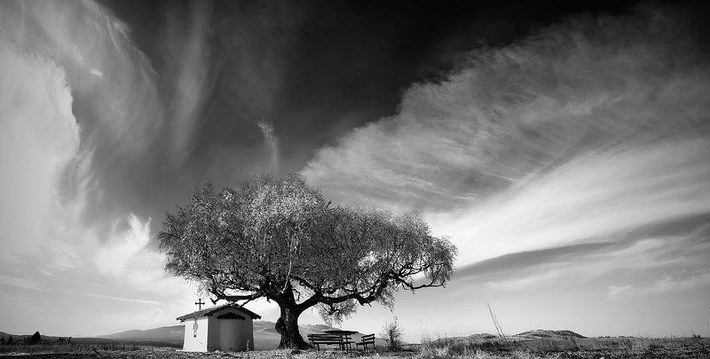 The Old Birch фото превью