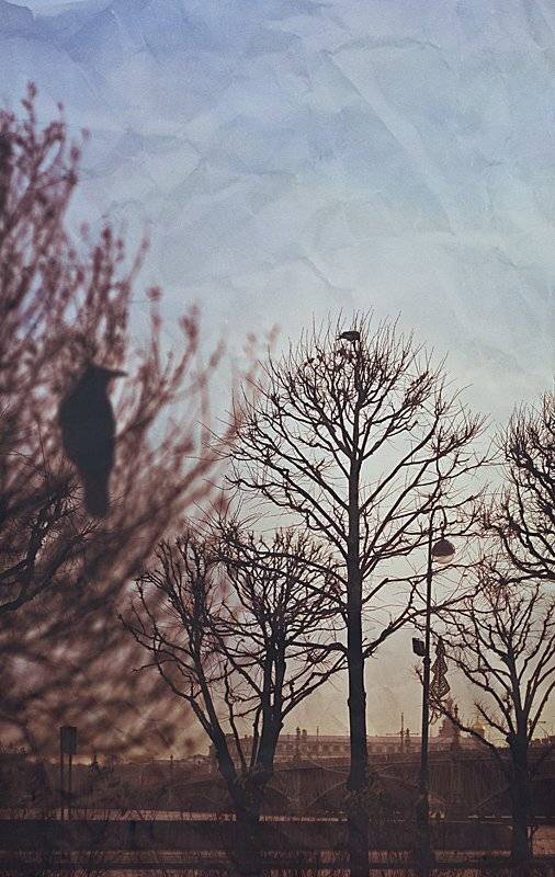 bird, tree, city, Vladimir Laur