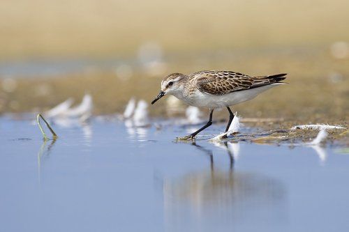 идущий по воде