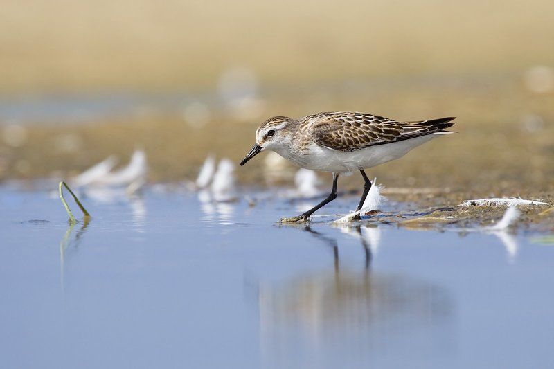 кулик, воробей идущий по воде фото превью