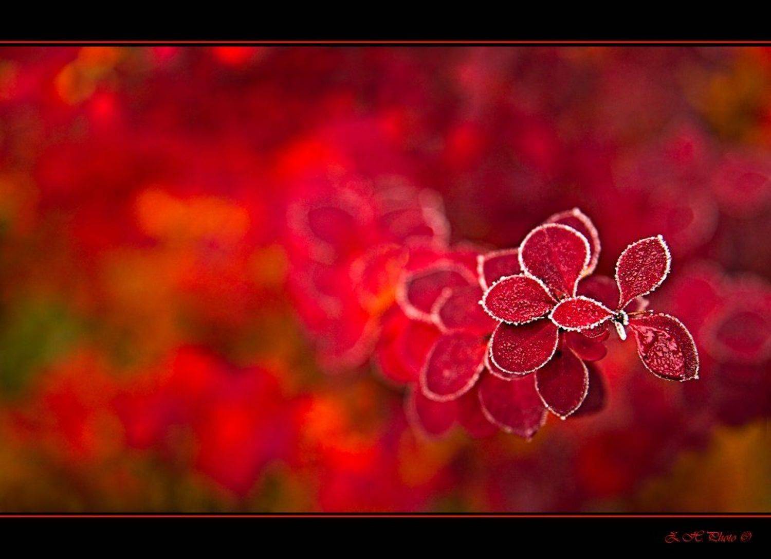 leaves, red, frost, shrub, branch, Zdravko
