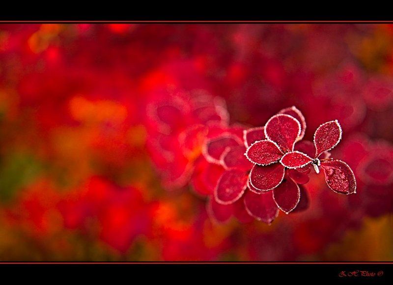 leaves, red, frost, shrub, branch Morning frost фото превью