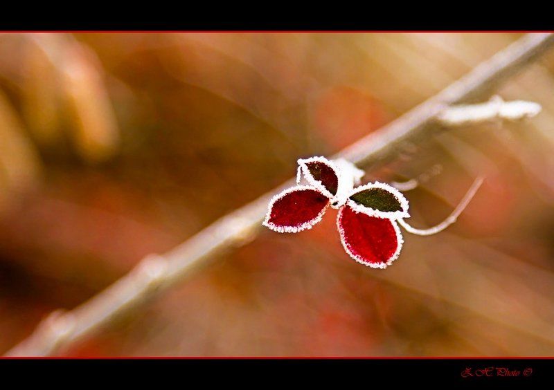 butterfly, red, green, false, frozen, leaves False butterfly фото превью