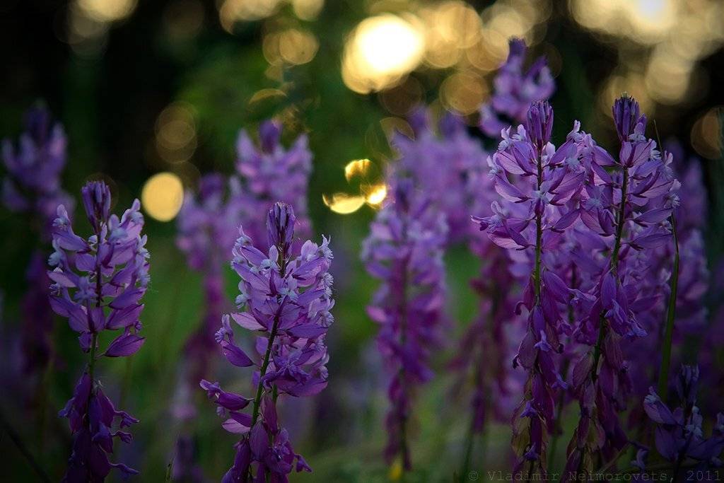 краснодарский край, северский район, северо-западный кавказ, norh-west caucasus, krasnodar territory, истод, истод большой, цветок, polygala major,, Vladimir Neimorovets