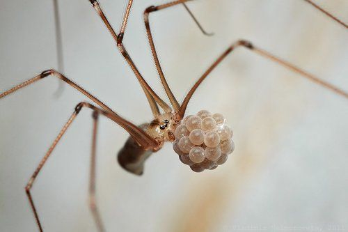 Дама с шариками