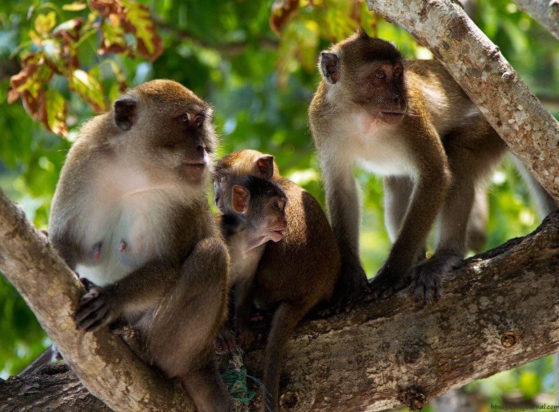 многодетная семья фото превью