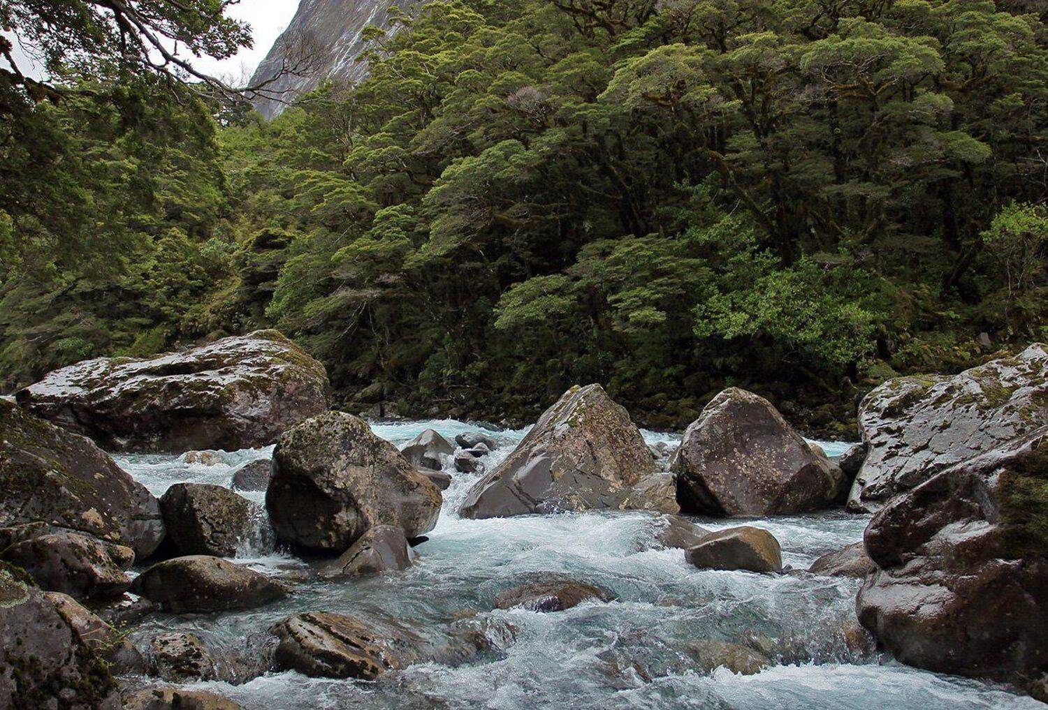 новая, зеландия, Артем Головин