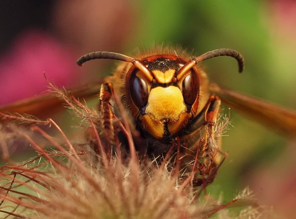 , Марина Брыдня