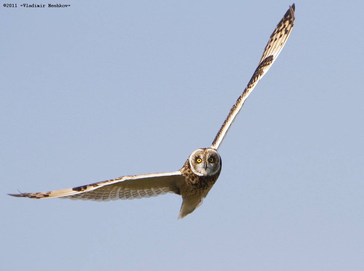 , &copy; =Vladimir Meshkov=