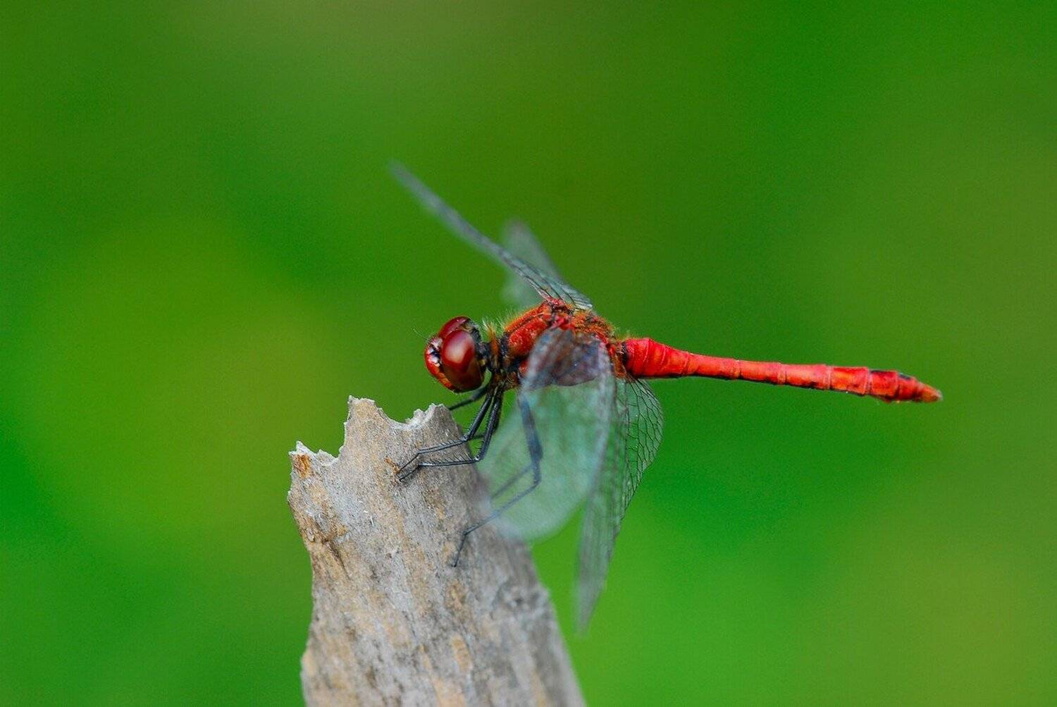 , Срђан Васиљевић