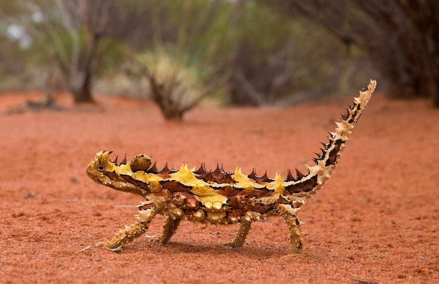 , Надежда Звягина / New Zealand