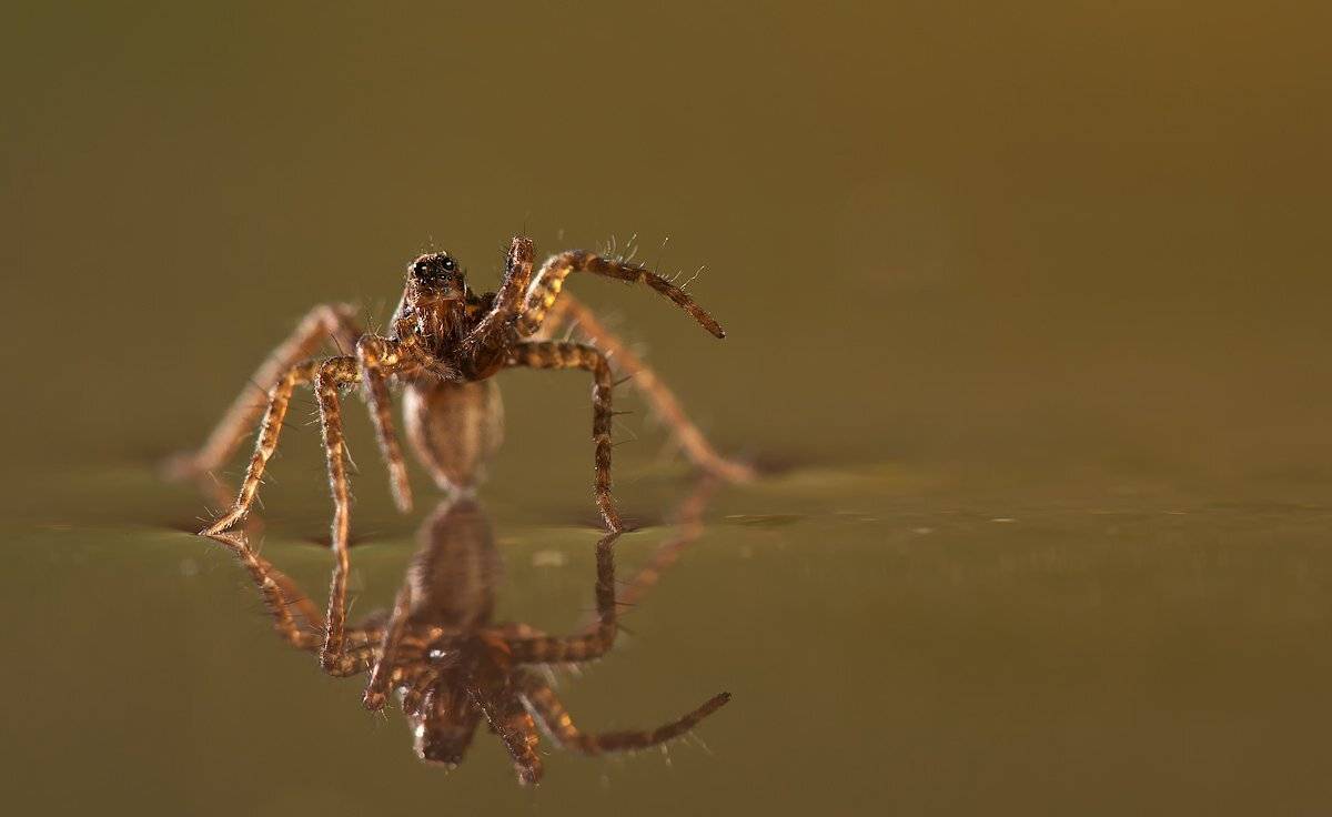 паук, вода, макро, irina