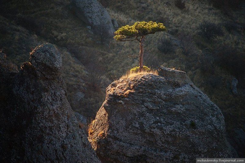 стойкость, дерево, демерджи, крым, украина, туризм Стойкость фото превью