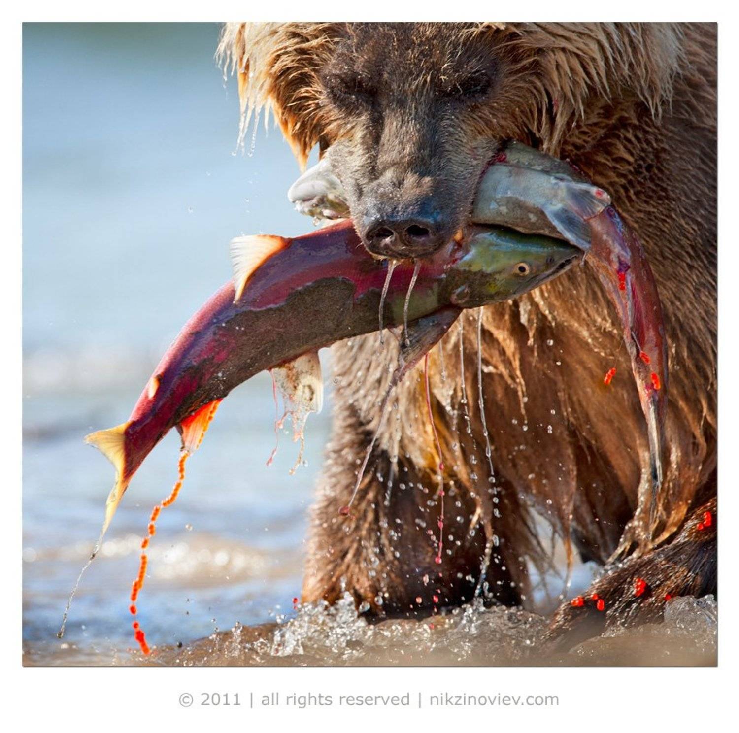 , Николай Зиновьев