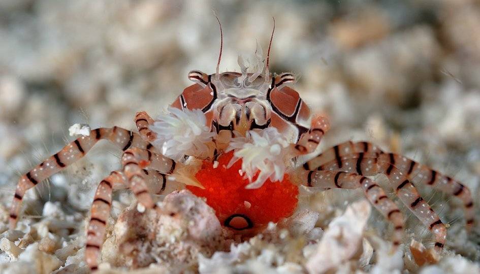 , Андрей Шпатак