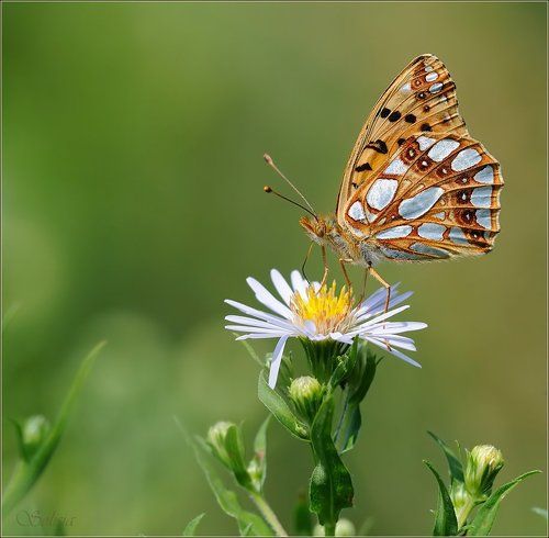 Перламутровка полевая