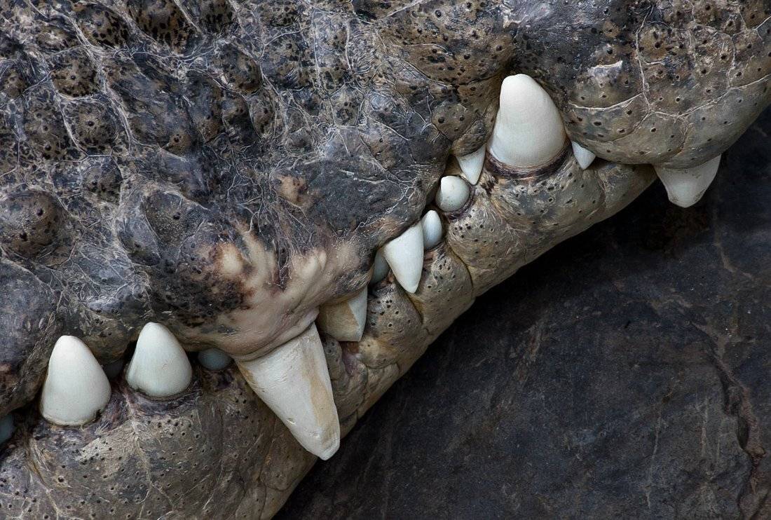 , Надежда Звягина / New Zealand