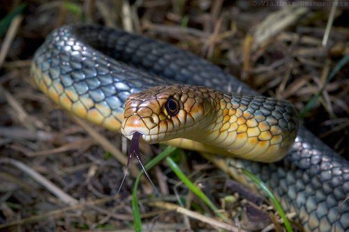Hierophis caspius