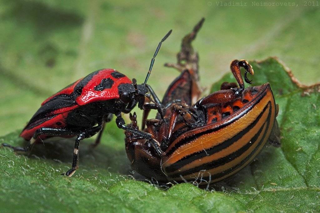 краснодарский край, северский район, северо-западный кавказ, norh-west caucasus, krasnodar territory, perillus bioculatus, leptinotarsa decemlineata, колорадский жук, Vladimir Neimorovets