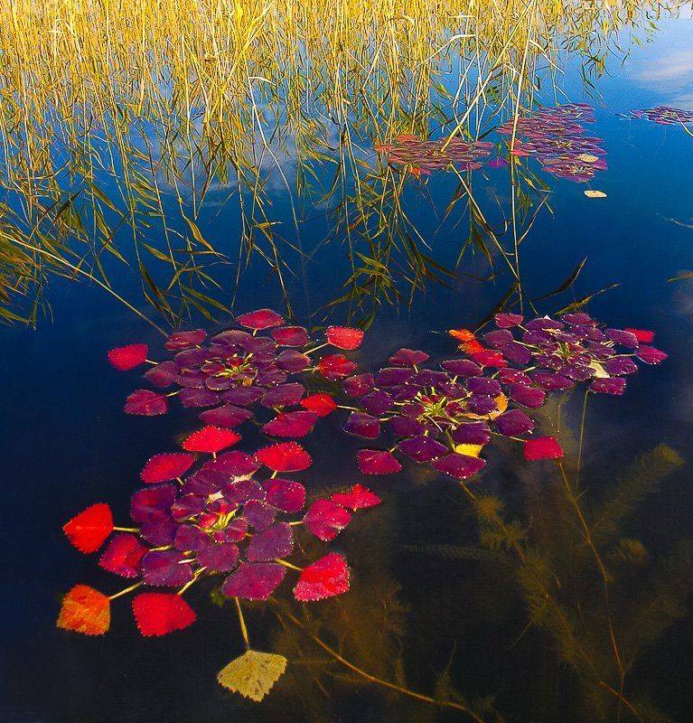 , Надежда Звягина / New Zealand