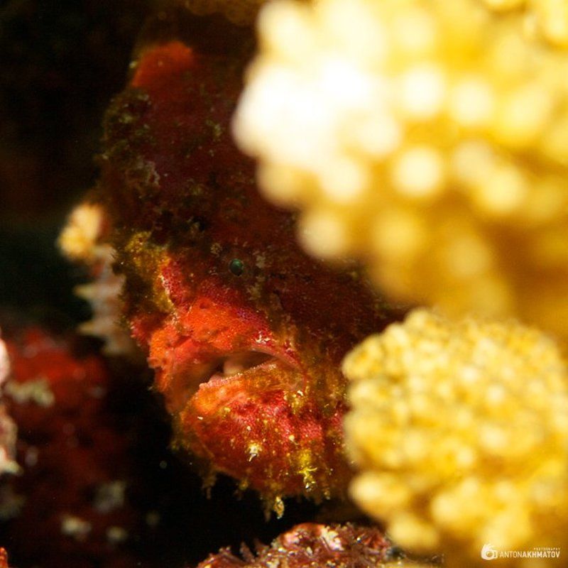 underwater, opsanus tau, fish, coral Ква фото превью