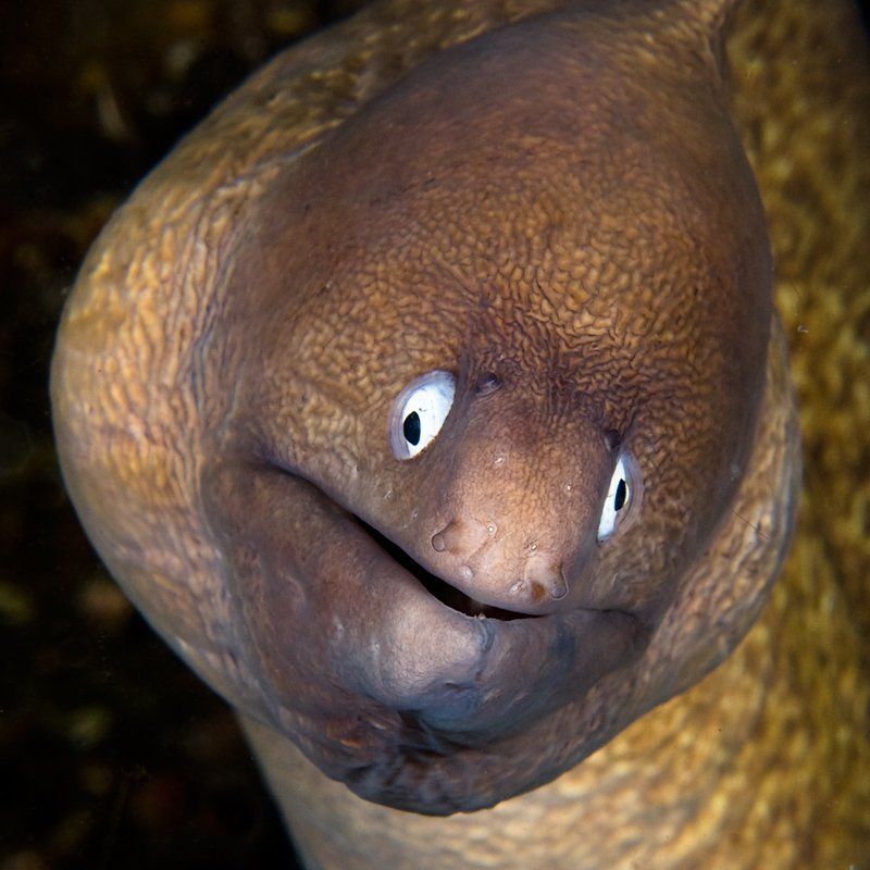 underwater Все будет хорошо фото превью