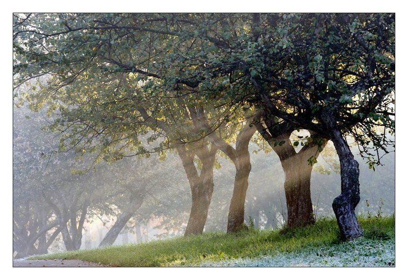 Туманное утро фото превью