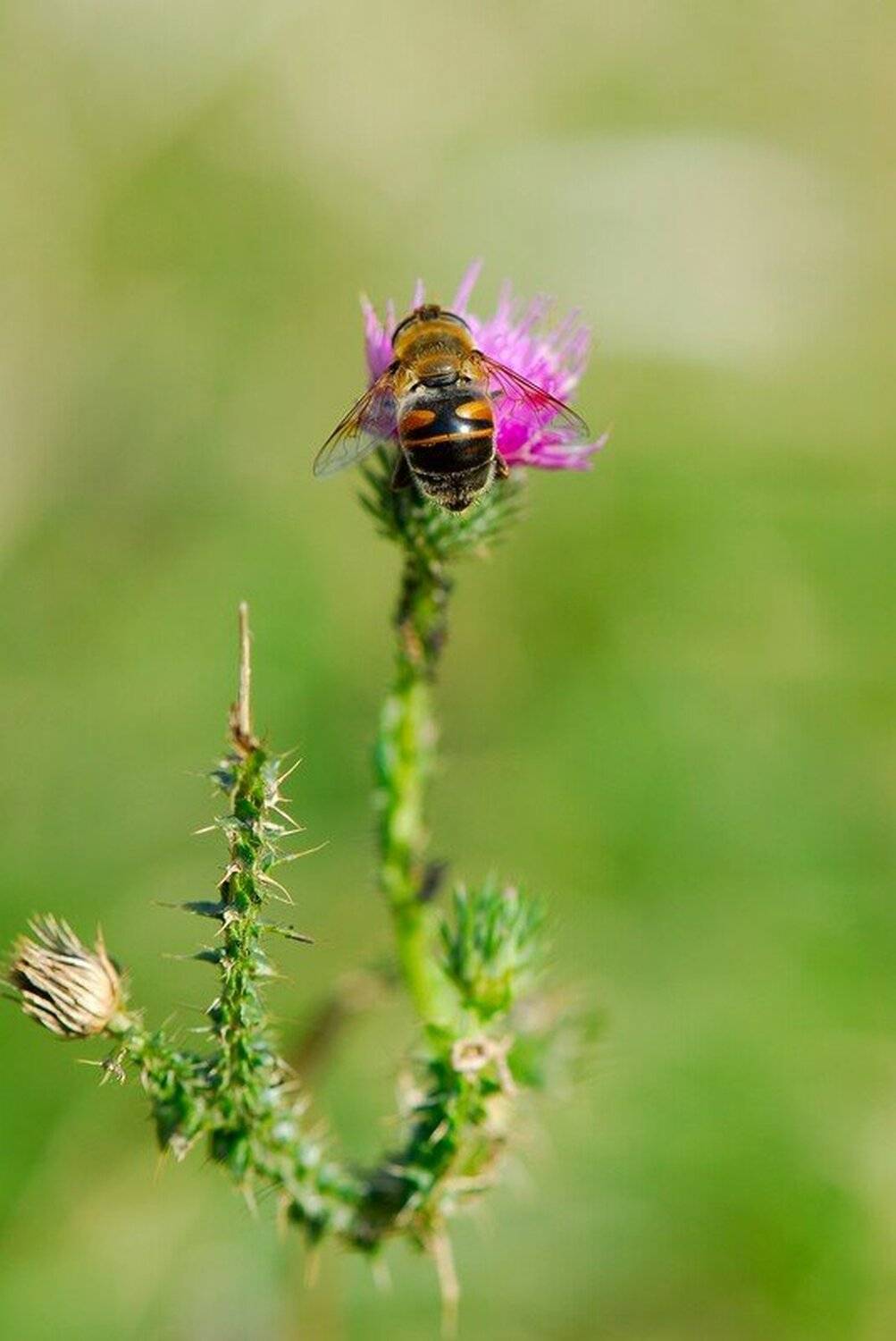 , Срђан Васиљевић