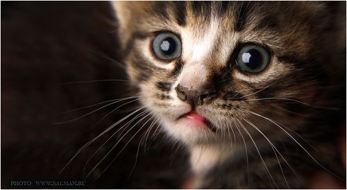 котик