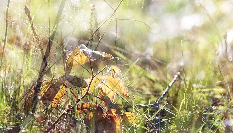 осень, лес, природа *** фото превью