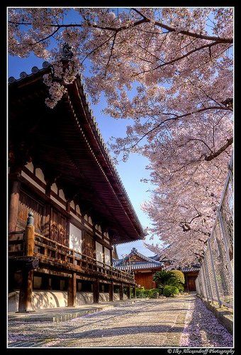 Sakura Temple