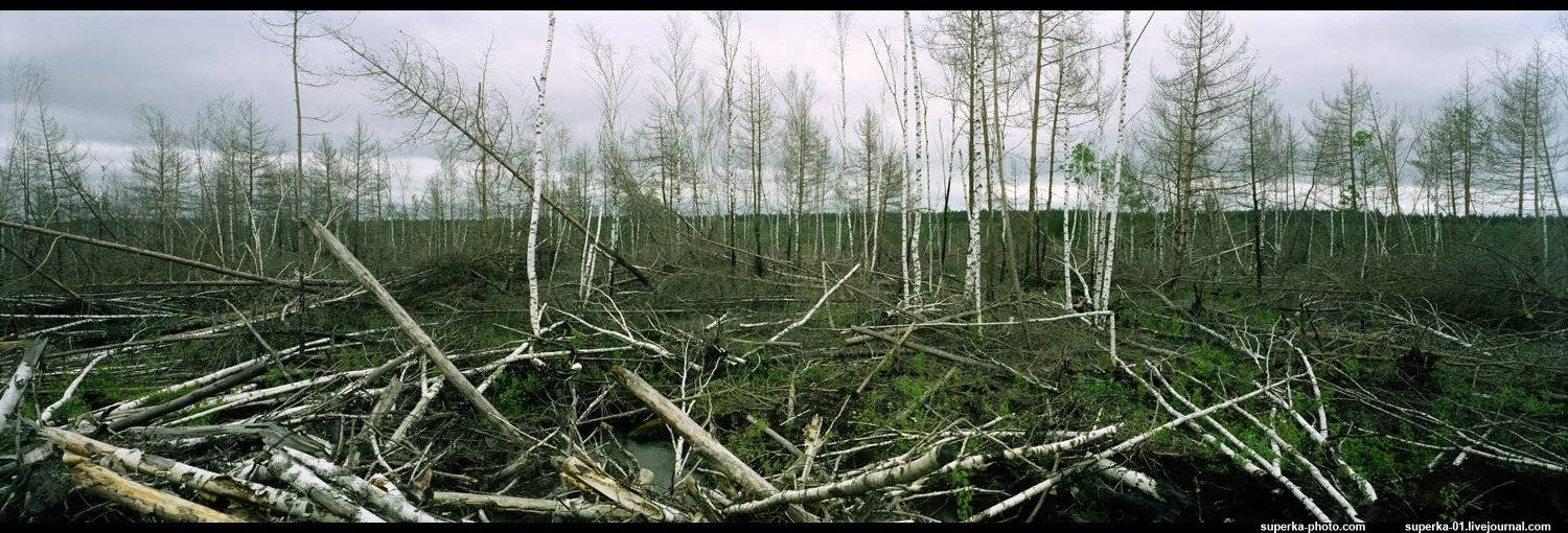 болото, болота, панорама, деревья, Павел Супрун