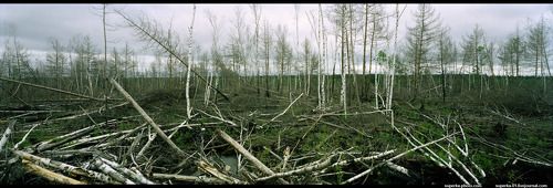 Пейзаж Каменоугольного периода