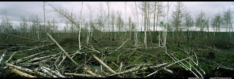 болото, болота, панорама, деревья Пейзаж Каменоугольного периода фото превью