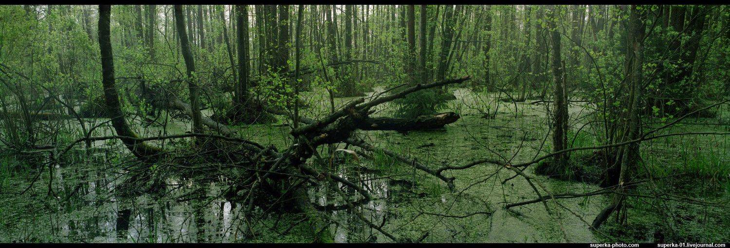 болото, деревья, весна, Павел Супрун