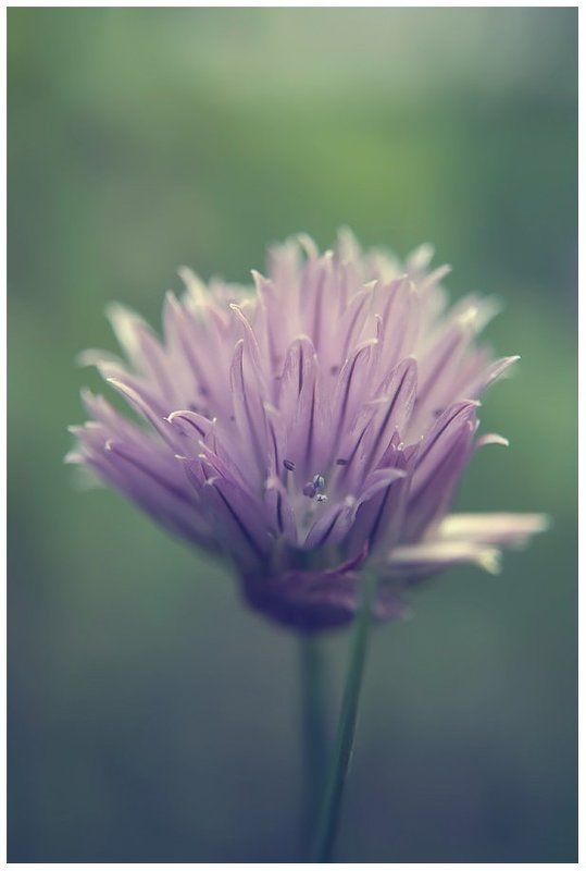 букет фото превью