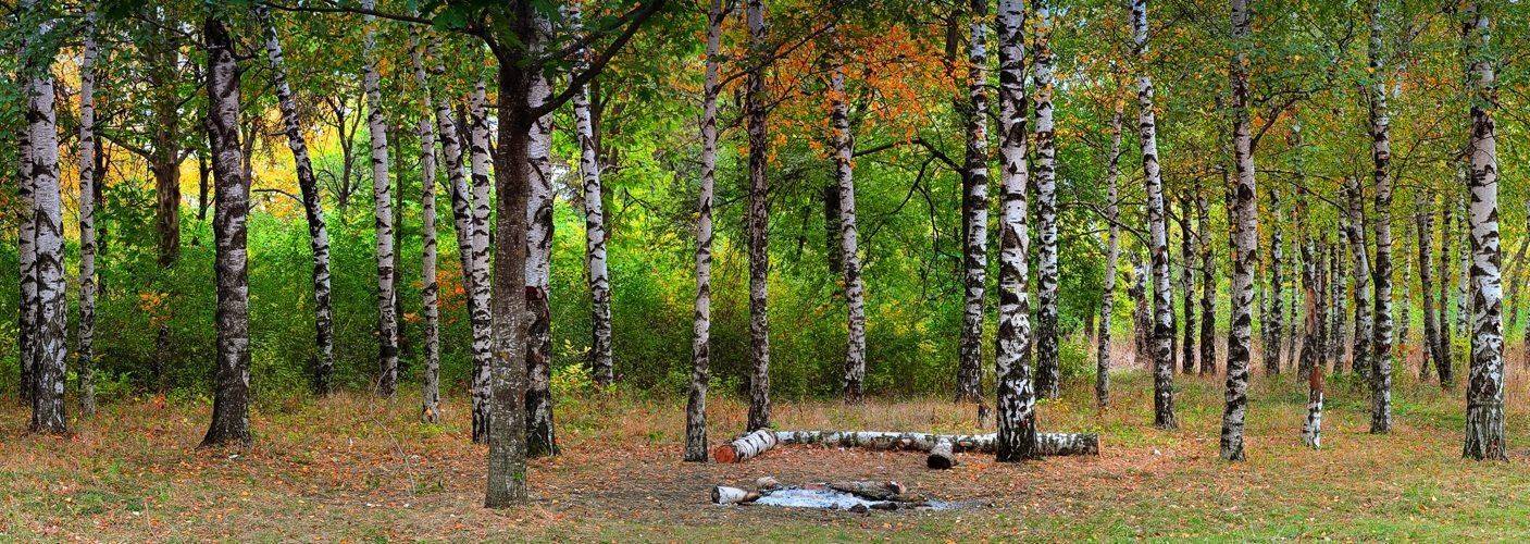 березы, роща, деревья, панорама, Serj Master