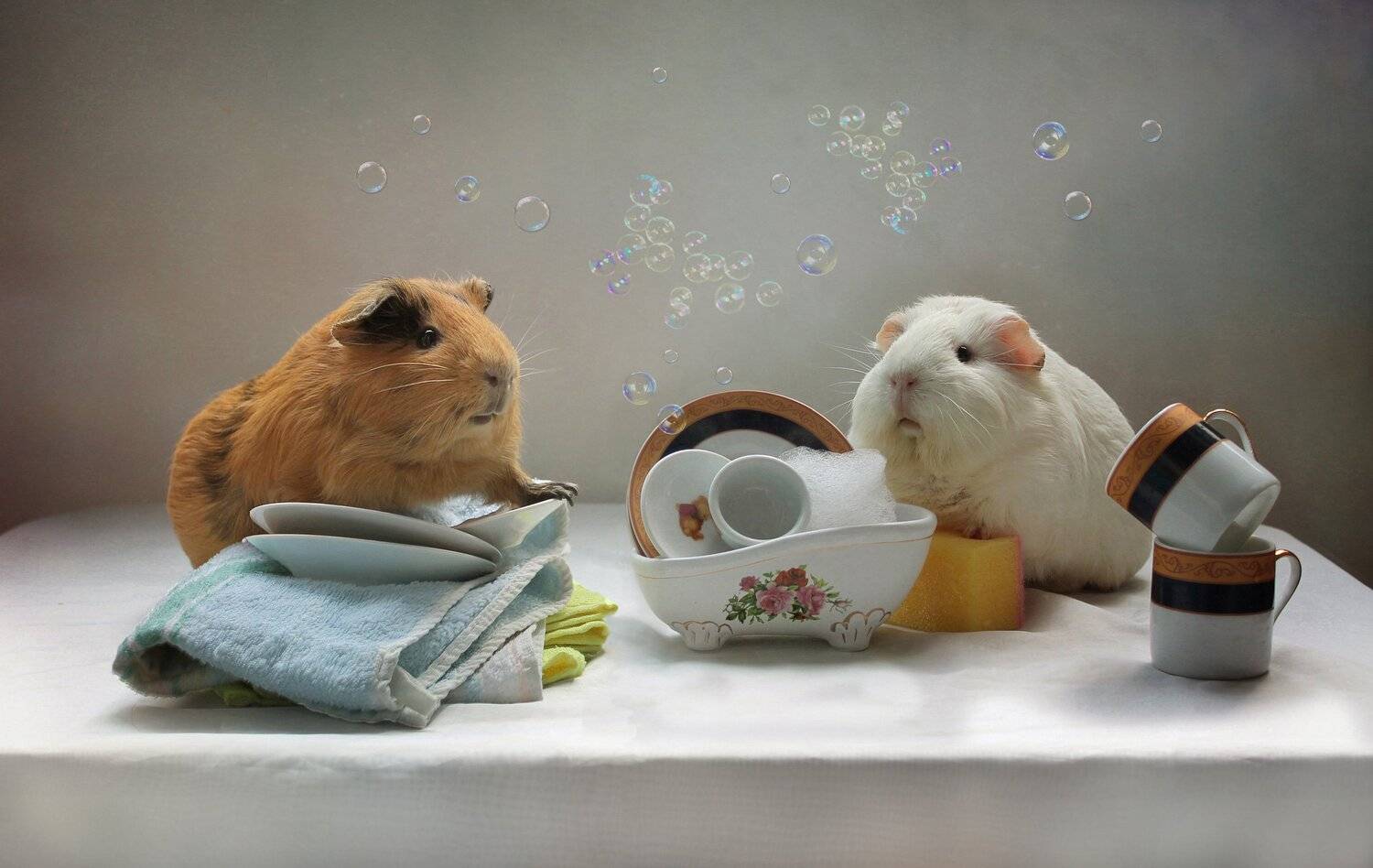 животные, морские свинки, посуда, композиция, Ковалева Светлана