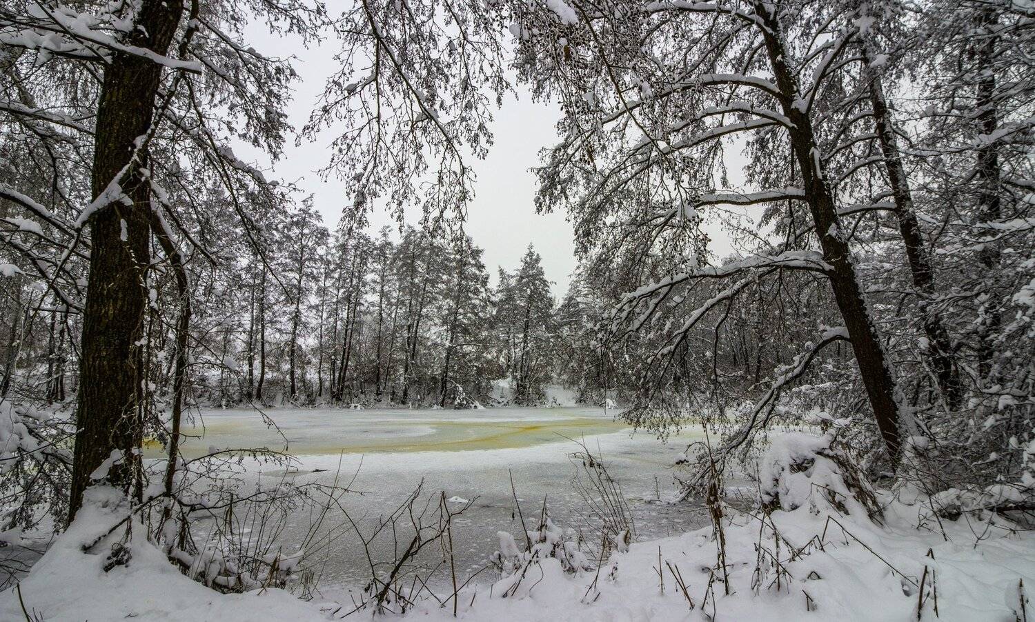 зима, лес, река, озеро, вода, усмань, снег, Руслан Востриков