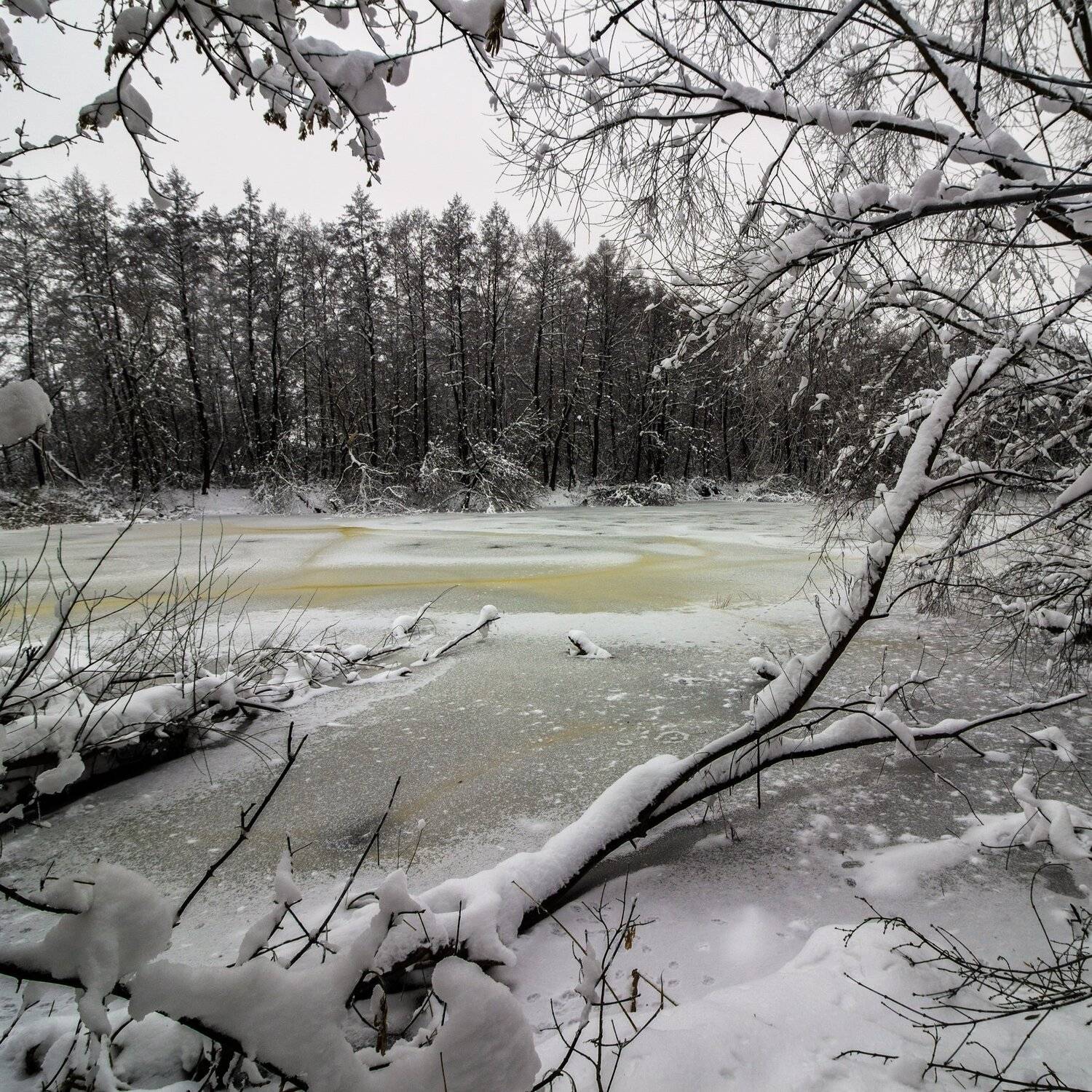 зима, лес, река, озеро, вода, усмань, снег, Руслан Востриков
