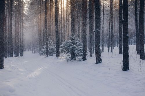 Снежный лес