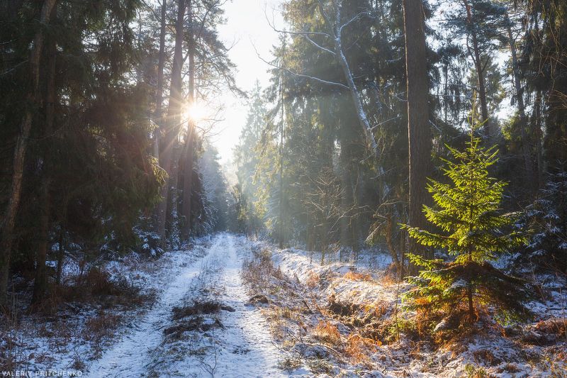природа, зима, лес, куршская коса В лесу Куршской косы. фото превью
