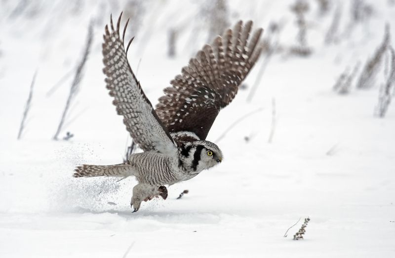 Про сову фото превью